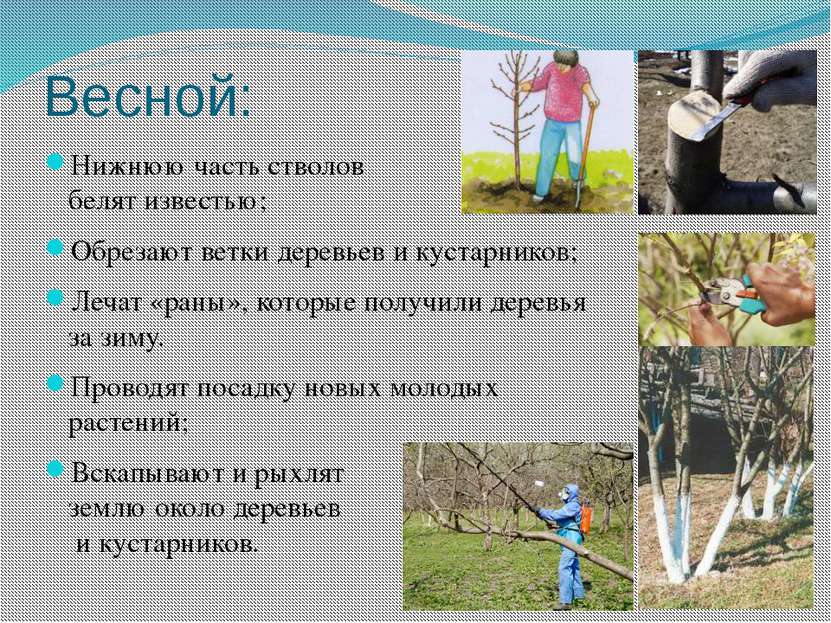 Весной: Нижнюю часть стволов белят известью; Обрезают ветки деревьев и кустар...