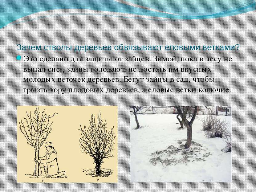 Зачем стволы деревьев обвязывают еловыми ветками? Это сделано для защиты от з...