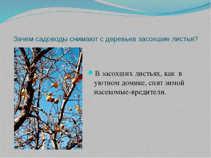 Зачем садоводы снимают с деревьев засохшие листья? В засохших листьях, как в ...