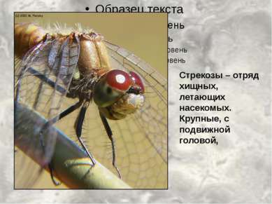 Стрекозы – отряд хищных, летающих насекомых. Крупные, с подвижной головой,