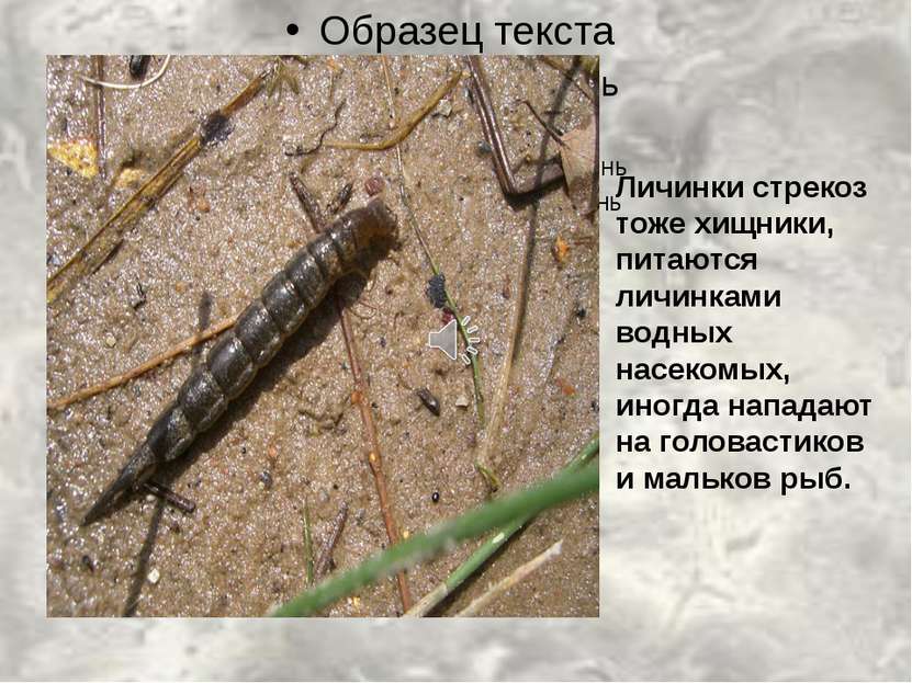 Личинки стрекоз тоже хищники, питаются личинками водных насекомых, иногда нап...