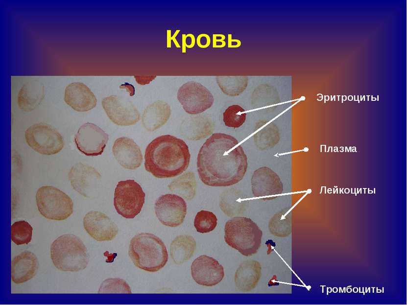 Кровь Эритроциты Лейкоциты Тромбоциты Плазма