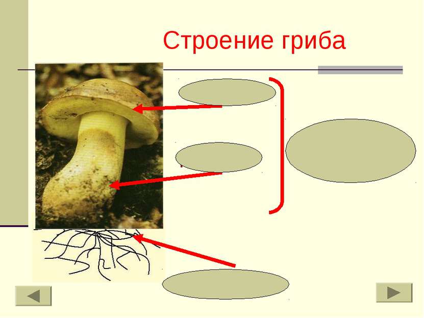 Строение гриба шляпка пенёк плодовое тело грибница