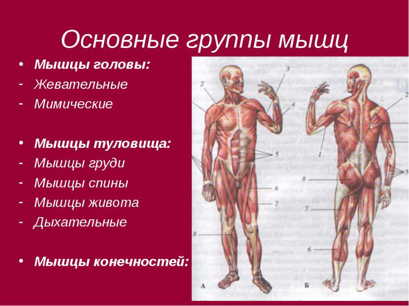 Основные группы мышц Мышцы головы: Жевательные Мимические Мышцы туловища: Мыш...