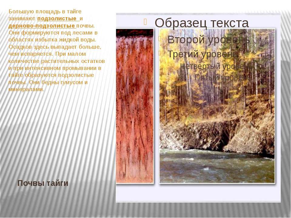 Средняя тайга почвы. Дерново-подзолистые почвы тайги. Подзолистая почва тайги в России. Подзолистые почвы образуются в тайге. Почвенный Покров тайги.