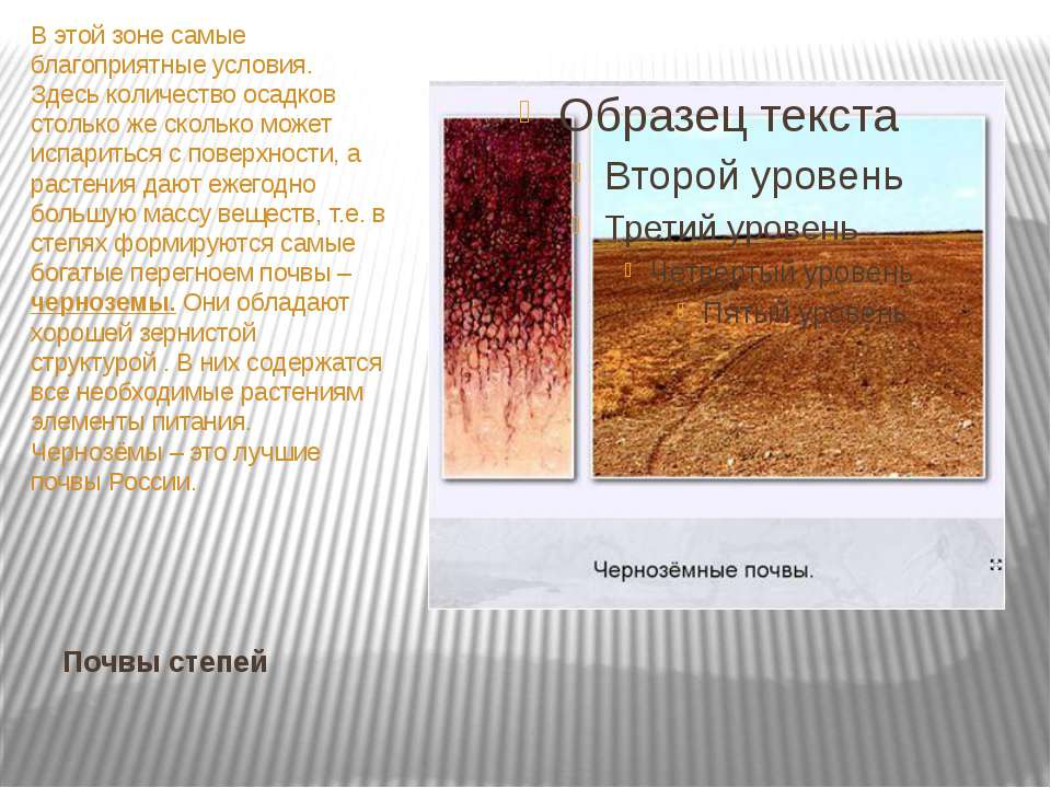 Какой тип почвы в степной зоне. Почвы степи в России. Тип почвы в степи. Почвы степи в России 8 класс. Чернозем в степи.
