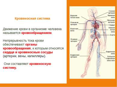 Кровеносная система Движение крови в организме человека называется кровообращ...