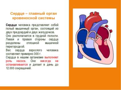 Сердце человека представляет собой полый мышечный орган, состоящий из двух пр...