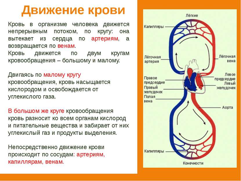 Движение крови Кровь в организме человека движется непрерывным потоком, по кр...