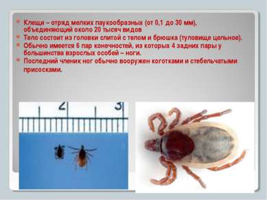 Клещи – отряд мелких паукообразных (от 0,1 до 30 мм), объединяющий около 20 т...