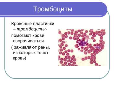 Тромбоциты Кровяные пластинки – тромбоциты- помогают крови сворачиваться ( за...