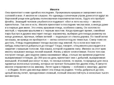 Иволга Она прилетает к нам одной из последних. Прокуковала кукушка и заворожи...