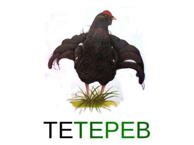 ТЕТЕРЕВ