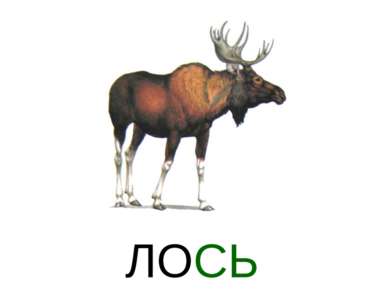 ЛОСЬ