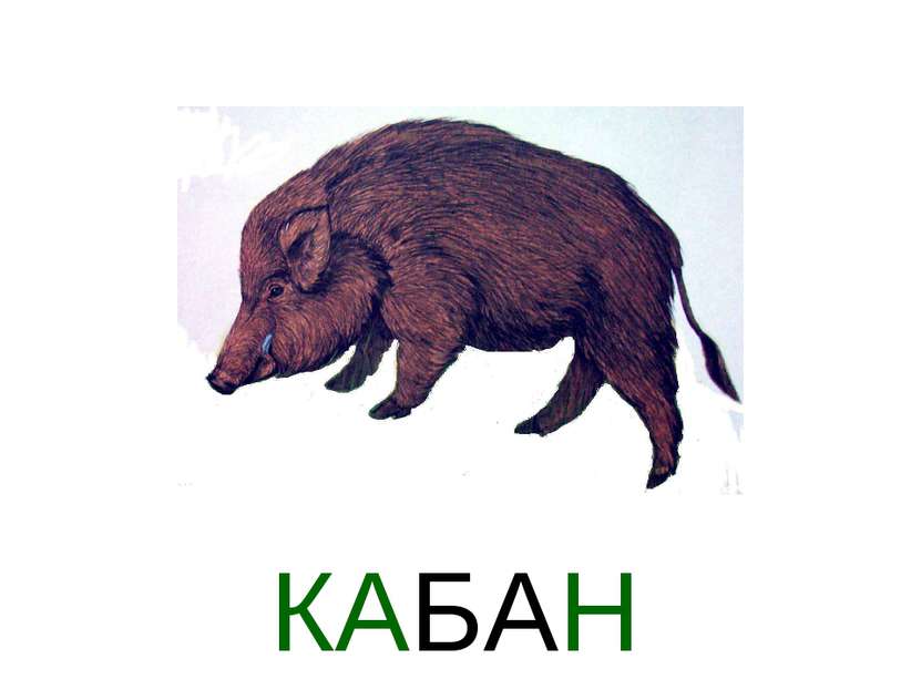 КАБАН