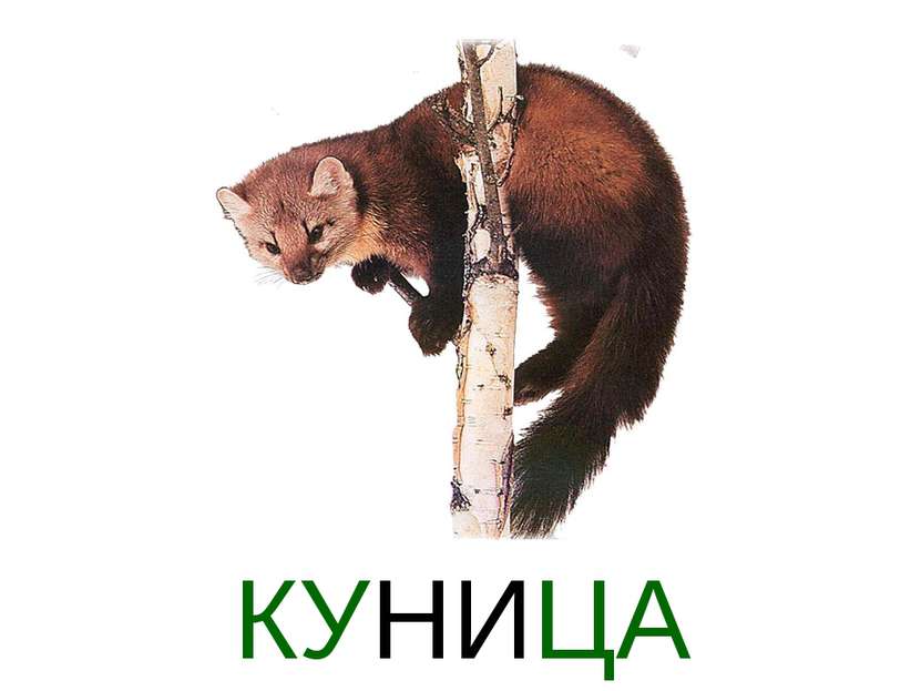 КУНИЦА