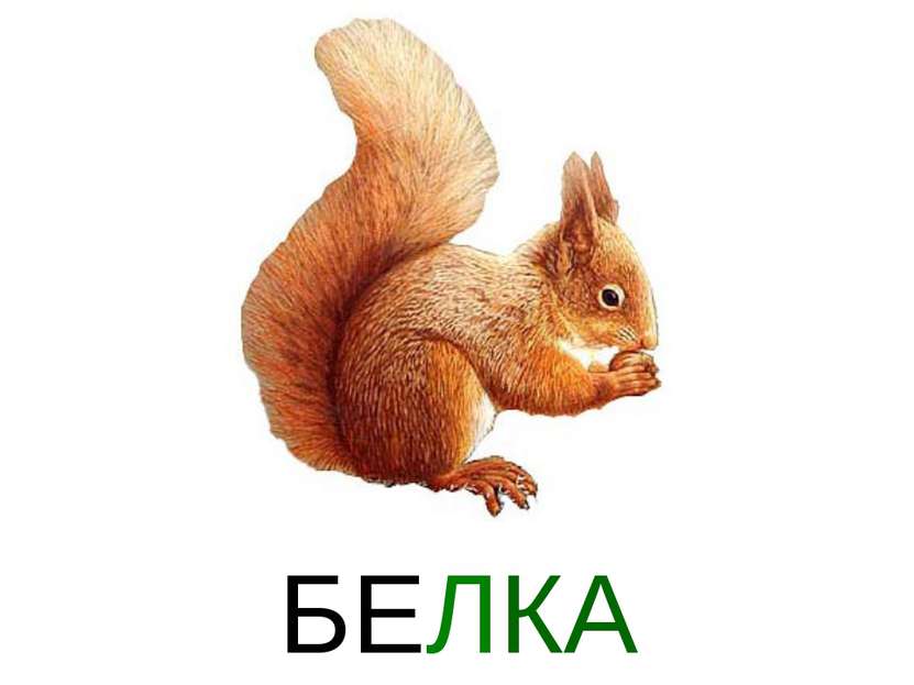 БЕЛКА