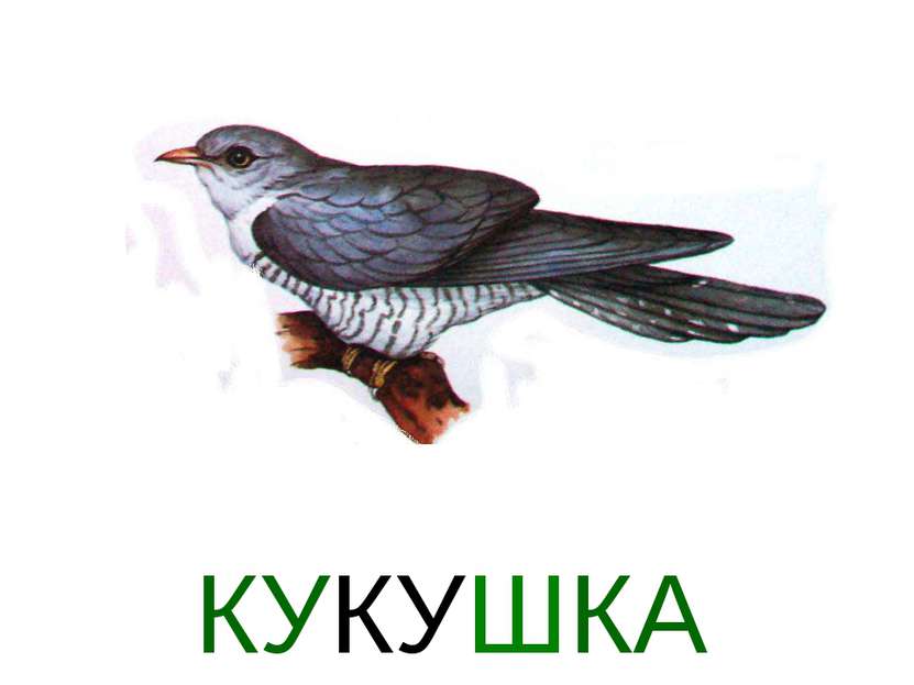 КУКУШКА