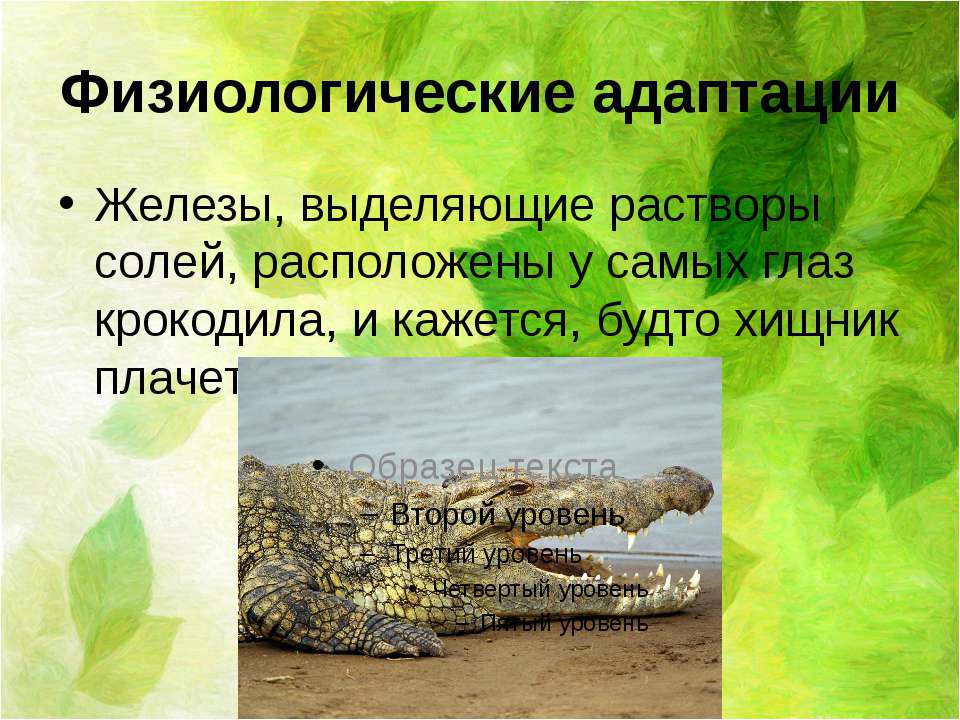 Физиологические адаптации у человека. Физиологические адаптации. Физиологические адаптации крокодила. Физиологическая адаптация черепахи. Физиологические адаптации лягушки.