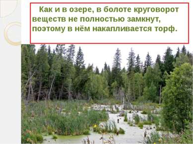 Как и в озере, в болоте круговорот веществ не полностью замкнут, поэтому в нё...
