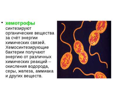 хемотрофы синтезируют органические вещества за счёт энергии химических связей...
