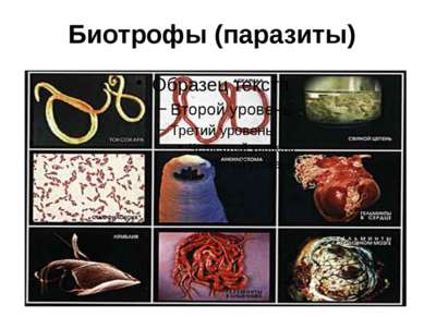 Биотрофы (паразиты)