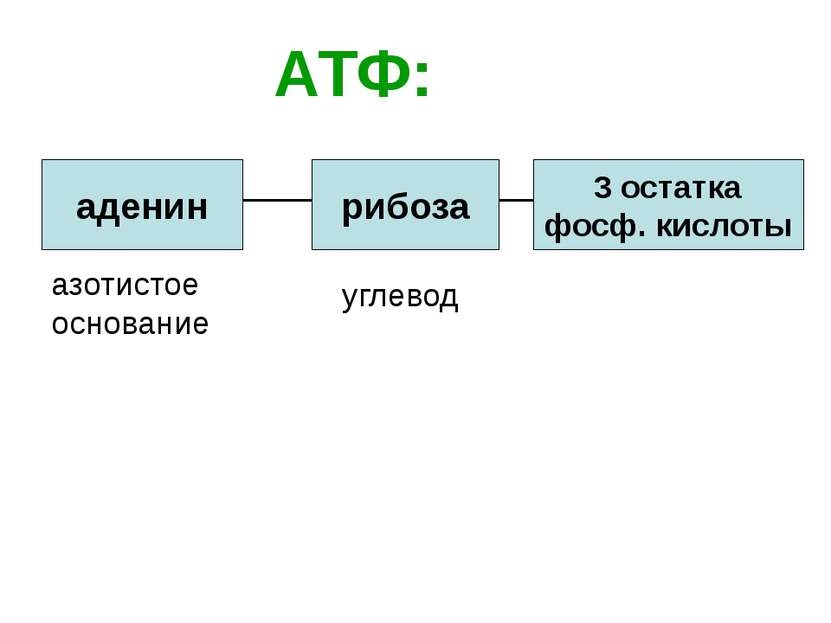 АТФ: аденин рибоза 3 остатка фосф. кислоты азотистое основание углевод