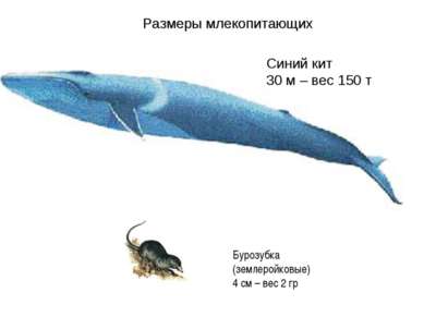 Синий кит 30 м – вес 150 т Бурозубка (землеройковые) 4 см – вес 2 гр Размеры ...