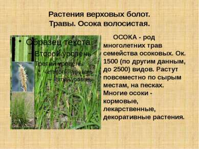 Растения верховых болот. Травы. Осока волосистая. ОСОКА - род многолетних тра...