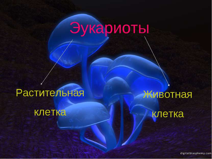Эукариоты Растительная клетка Животная клетка