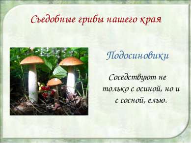 Съедобные грибы нашего края Подосиновики Соседствуют не только с осиной, но и...