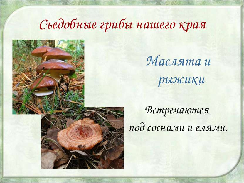 Съедобные грибы нашего края Маслята и рыжики Встречаются под соснами и елями.