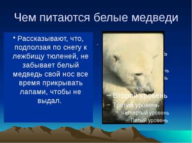 Чем питаются белые медведи В море ловит белый медведь рыбу, на льдинах (да и ...