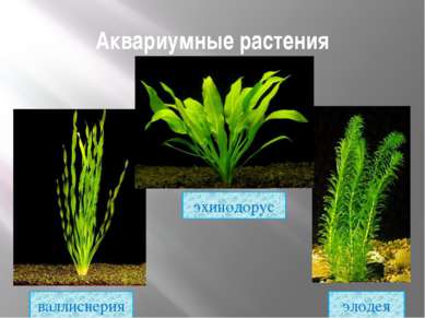 Аквариумные растения элодея эхинодорус валлиснерия