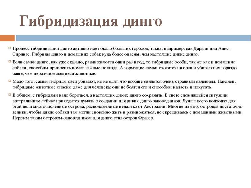 Гибридизация динго Процесс гибридизации динго активно идет около больших горо...