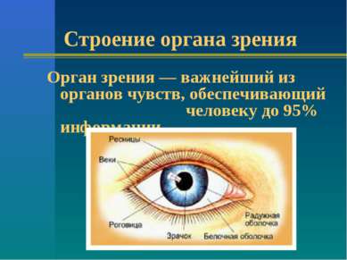 Строение органа зрения Орган зрения — важнейший из органов чувств, обеспечива...