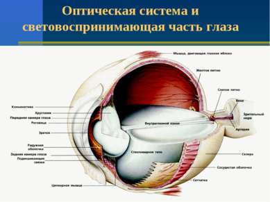 Оптическая система и световоспринимающая часть глаза