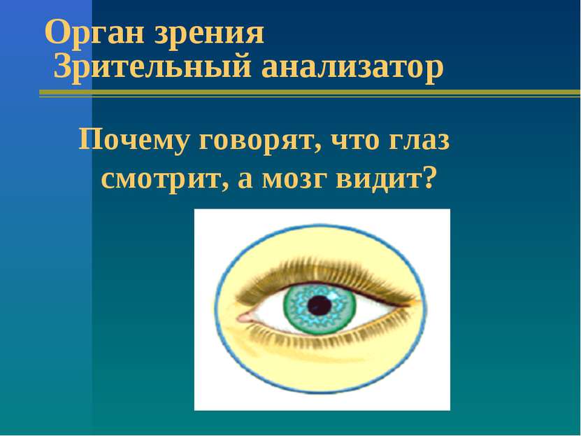 Орган зрения Зрительный анализатор Почему говорят, что глаз смотрит, а мозг в...