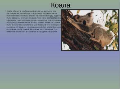 Коала Коала обитает в прибрежных районах на востоке и юге Австралии, на терри...
