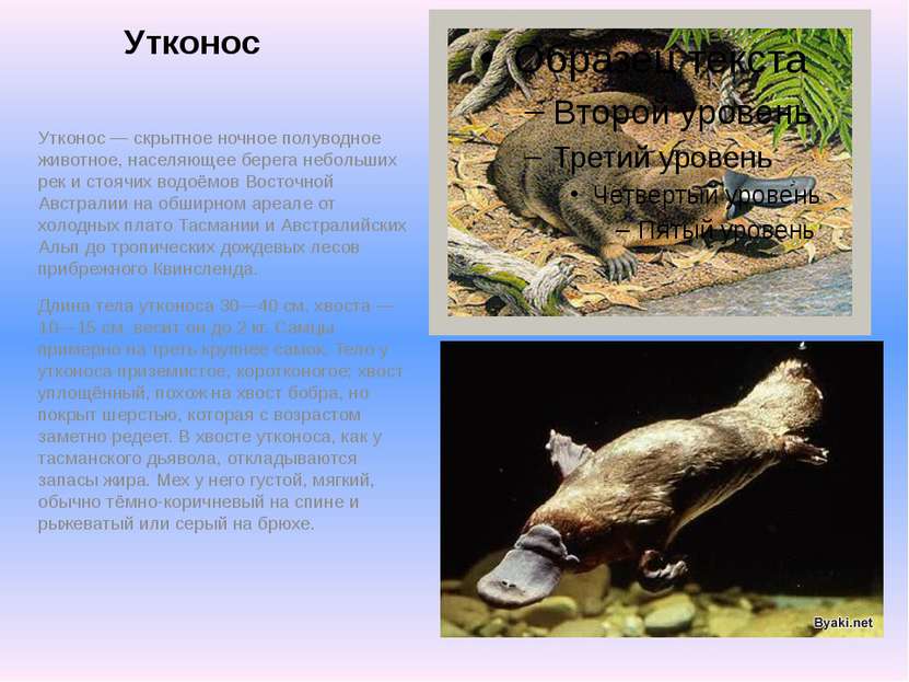 Утконос Утконос — скрытное ночное полуводное животное, населяющее берега небо...