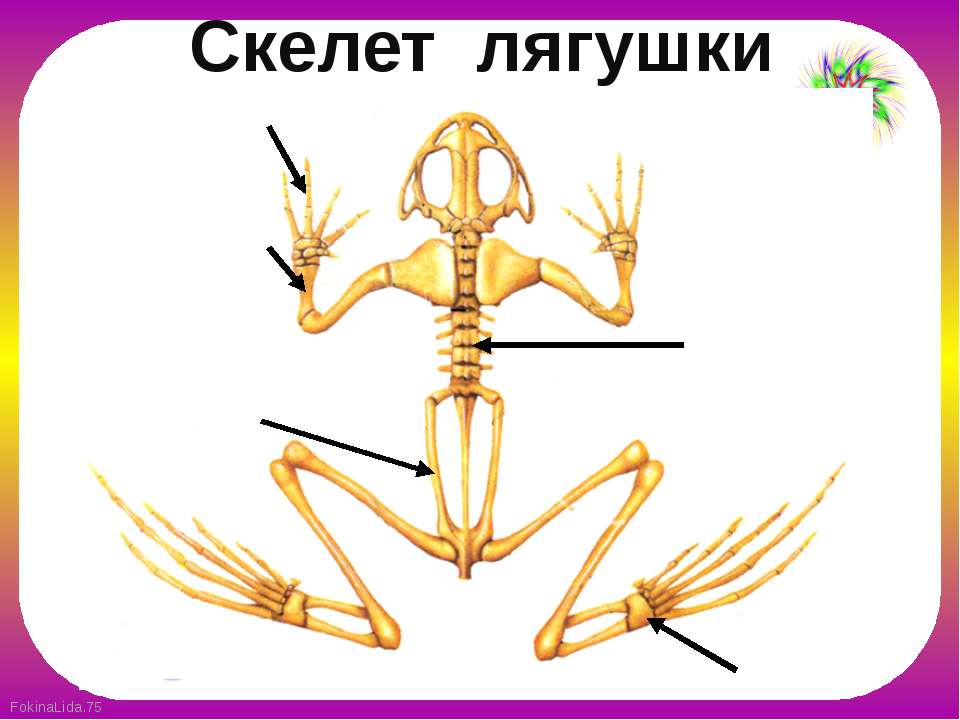 Скелет лягушки позвоночник. Скелетное строение лягушки. Земноводные скелет лягушки. Строение скелета лягушки биология. Скелет лягушки 7 класс биология.