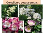 Семейство розоцветных