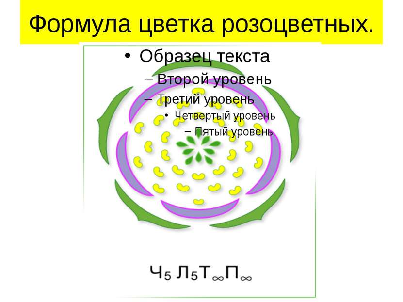 Формула цветка розоцветных.