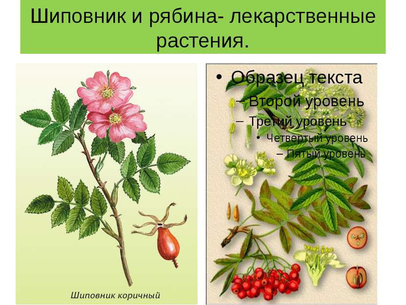 Шиповник и рябина- лекарственные растения.