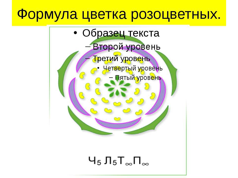 Формула цветка растений семейства розоцветные ответ. Розоцветные формула цветка. Семейство Розоцветные формула цветка. Формула цветка розоцветных. Диаграмма цветка розоцветных.