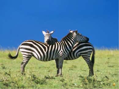 Зебры очень похожи на лошадей, вот только "костюмчик" у них особенный - полос...