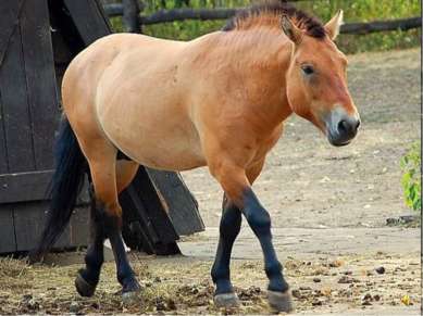 Эта дикая лошадь называется – лошадь Пржевальского.