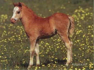 Детёныша лошади называют жеребёнком.