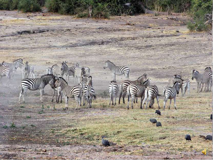 Зебры живут целыми семьями - табунами. Когда они вместе им легче защитится от...