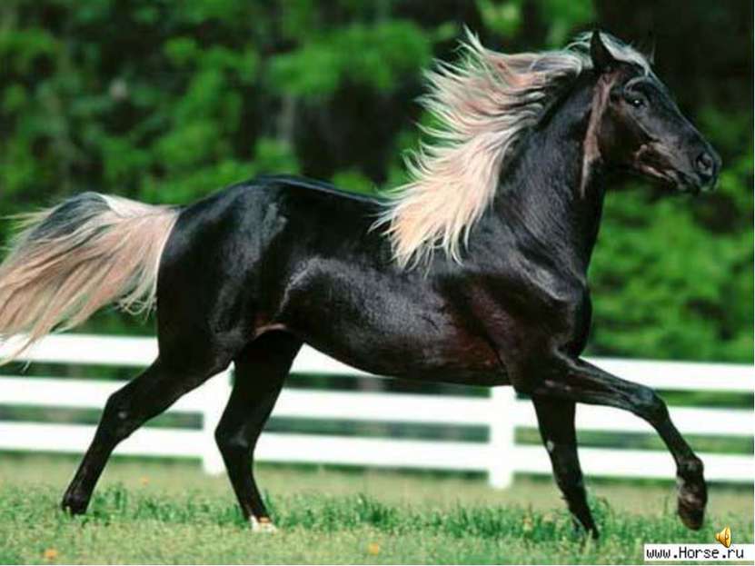 Лошади бывают разных пород и разных расцветок.